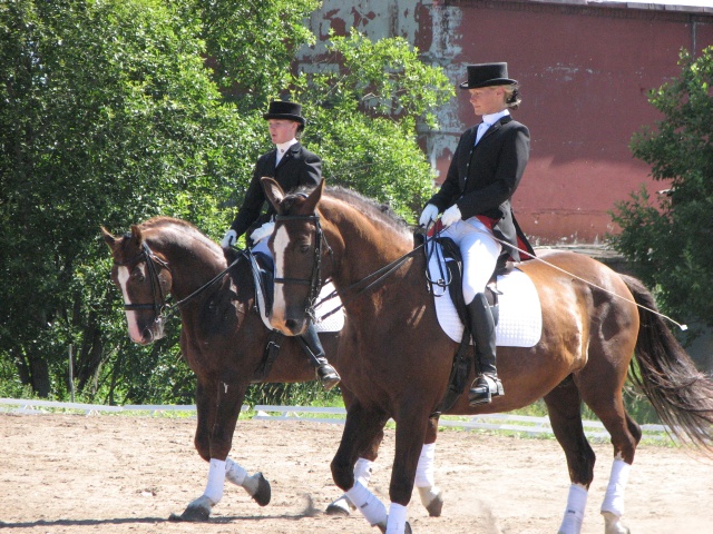 Tori hobused Jänedal 2008